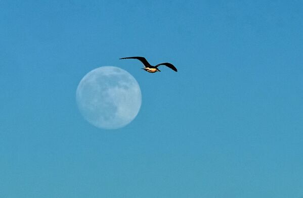 مرغ دریایی و ماه در پتروگراف واقع در خلیج فنلاند - اسپوتنیک ایران  