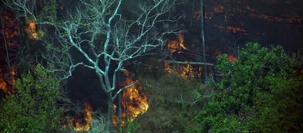رخ دادن فاجعه: طبیعت دارد از بین می رود!  - اسپوتنیک ایران  