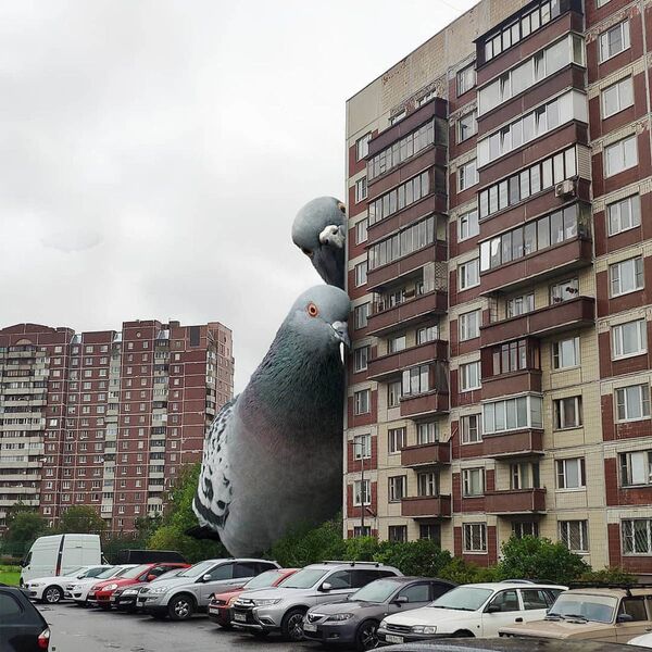 اثر هنری وادیم سالوویف، نقاش روس در سن پترزبورگ
کبوتر و ساختمان مسکونی - اسپوتنیک ایران  