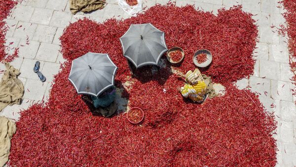 مراحل خشک کردن فلفل قرمز بنگلادش - اسپوتنیک ایران  