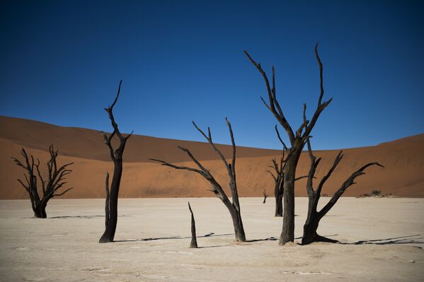 جنگل  «Deadvlei» یا تالاب مرده در نامیبیا  - اسپوتنیک ایران  