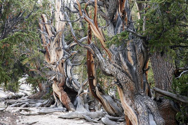 جنگل های بسیار قدیمی کالیفرنیا - اسپوتنیک ایران  