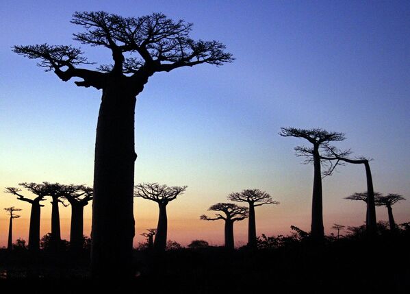 جنگل درختان بائوباب در ماداگاسکار - اسپوتنیک ایران  