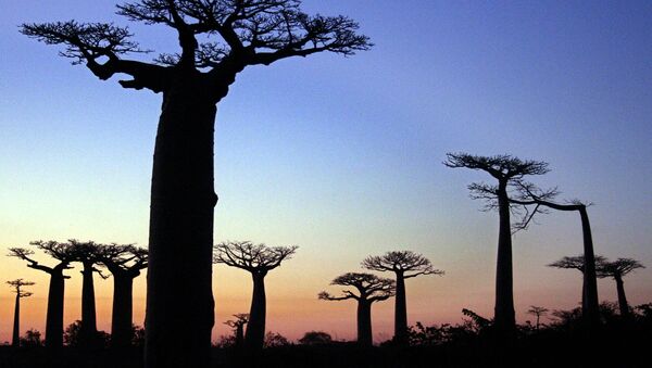 جنگل درختان بائوباب در ماداگاسکار - اسپوتنیک ایران  