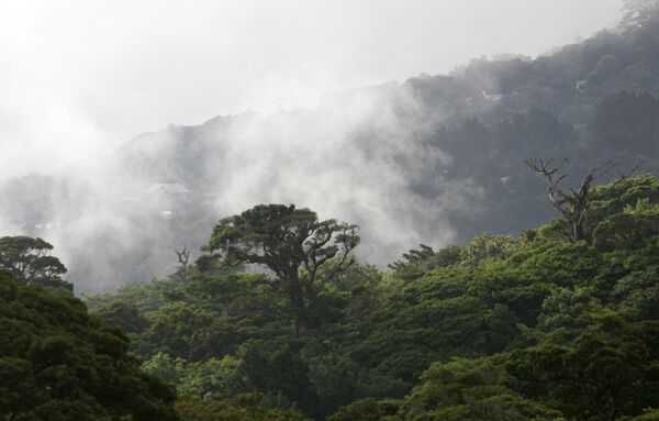ذخیره گاه طبیعی  Monteverde Cloud در کاستاریکا  - اسپوتنیک ایران  