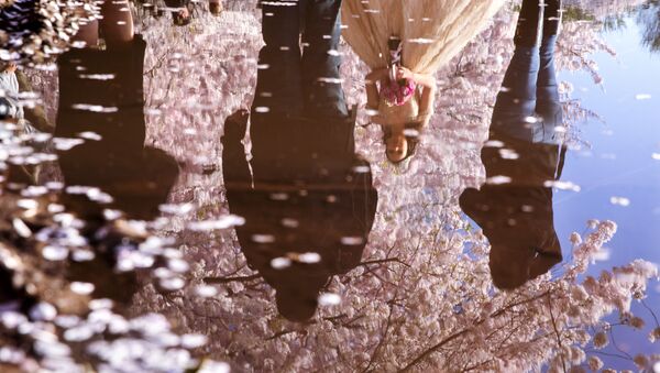 فرش زیبای شکوفه های آلبالو 
واشنگتن - اسپوتنیک ایران  