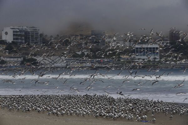 صدها پرنده در ساحلAgua Dulce در لیما پرو - اسپوتنیک ایران  