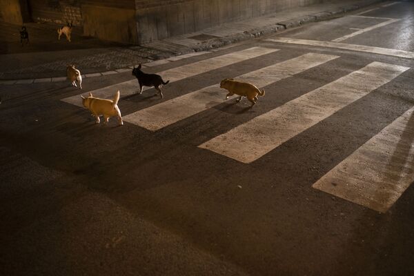 سگها در خیابان بارسلون - اسپوتنیک ایران  