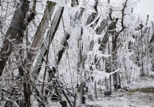 درختان سیب پنهان زیر پوشش مصنوعی یخ در اسلواکی - اسپوتنیک ایران  