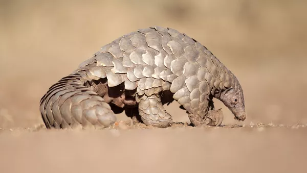 ماجرای حیرت اور زنده ماندن بچه مورچه خوار پس از سقوط از درخت + ویدئو  - اسپوتنیک ایران  