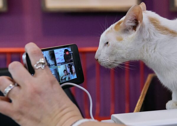 کنفرانس آنلاین گربه‌ها در مقابل کرونا در سن پترزبورگ - اسپوتنیک ایران  