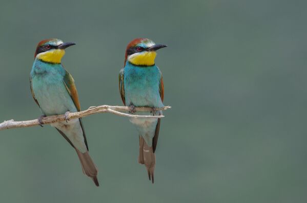دنیای رنگارنگ پرندگان - اسپوتنیک ایران  