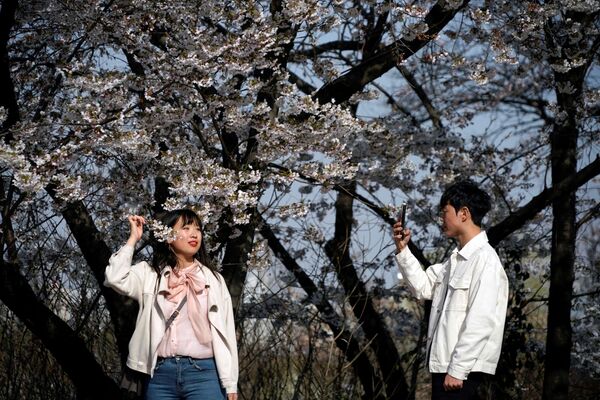 زنی در حال عکس گرفتن با شکوفه های آلبالو در سئول کره جنوبی - اسپوتنیک ایران  