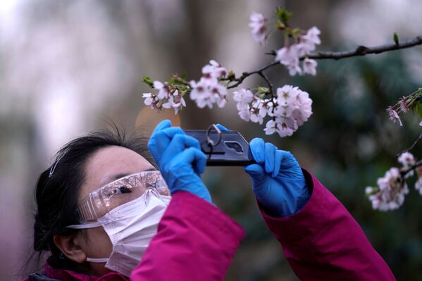 زنی با ماسک پزشکی و عینک در حال عکس گرفتن از شکوفه های آلبالو در شانگهای چین - اسپوتنیک ایران  