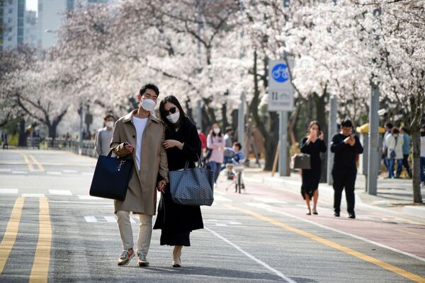 زوجی با ماسک در کنار شکوفه های آلبالو در سئول کره جنوبی - اسپوتنیک ایران  