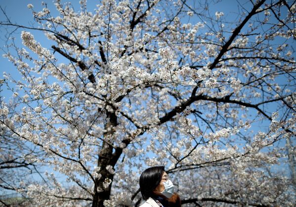 زنی در حال تماشای شکوفه های آلبالو در توکیو - اسپوتنیک ایران  