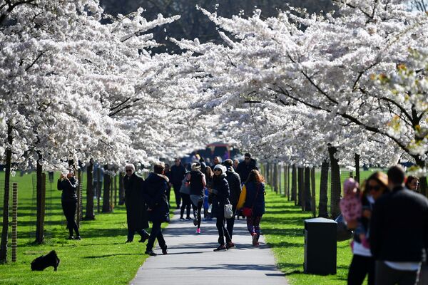 مردم در حال تماشای شکوفه های آلبالو در لندن - اسپوتنیک ایران  