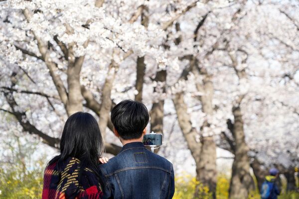 زوج جوان در کنار شکوفه های آلبالو در سئول کره جنوبی - اسپوتنیک ایران  