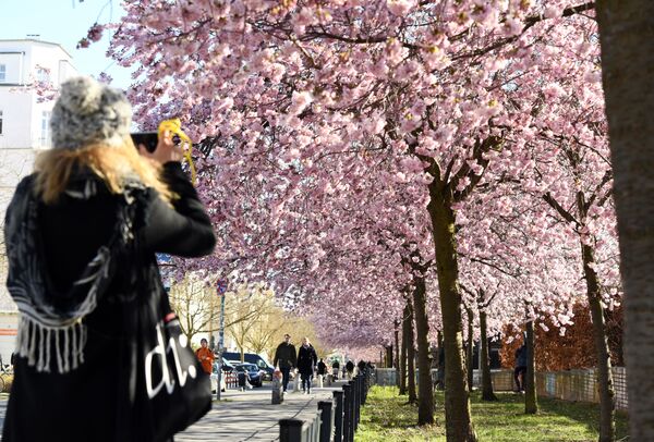 دختری از شکوفه های آلبالو در برلین عکس می گیرد - اسپوتنیک ایران  