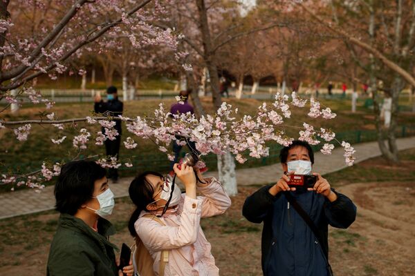 مردم با ماسک در کنار شکوفه های آلبالو در پارک پکن چین - اسپوتنیک ایران  