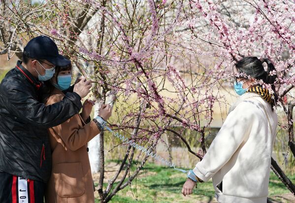 مردم در کنار شکوفه های آلبالو در پکن چین - اسپوتنیک ایران  