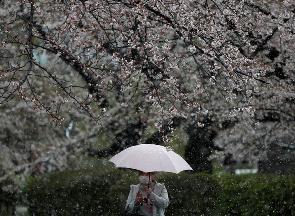 زنی با ماسک در کنار شکوفه های آلبالو در توکیو - اسپوتنیک ایران  