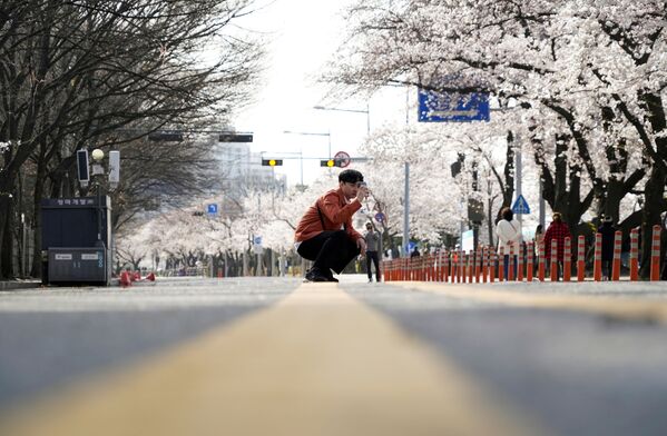 مرد جوانی در حال عکس گرفتن از شکوفه های آلبالو در سئول کره جنوبی - اسپوتنیک ایران  