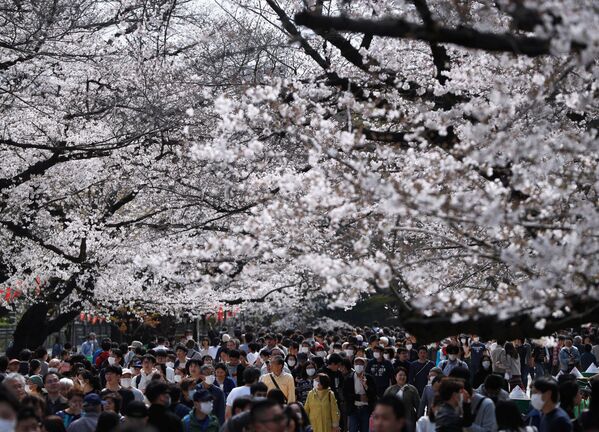 مردم در حال بازدید از شکوفه های آلبالو در توکیو ژاپن - اسپوتنیک ایران  