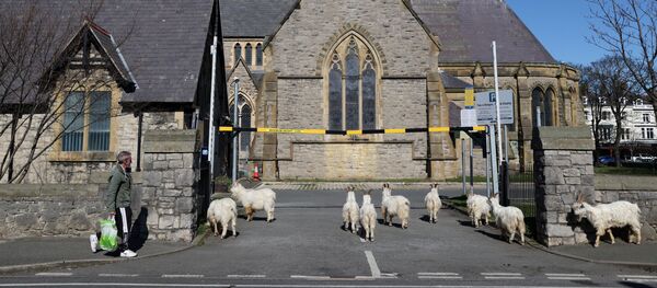 مسیحیان انجیلی متهم به گسترش کروناویروس در فرانسه شدند  - اسپوتنیک ایران  