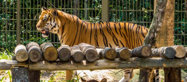 نزاع دو ببر بر سر قلمرو + ویدئو نزاع دو ببر بر سر قلمرو + ویدئو - اسپوتنیک ایران