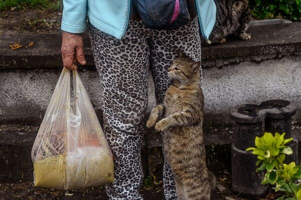 بشتابیم به حیوانات گرسنه کمک کنیم
ترکیه - اسپوتنیک ایران  
