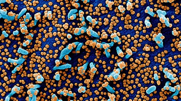 دانشمندان: سلول‌های تی بهتر از آنتی‌بادی‌ها از انسان در برابر کرونا محافظت می‌کنند - اسپوتنیک ایران  