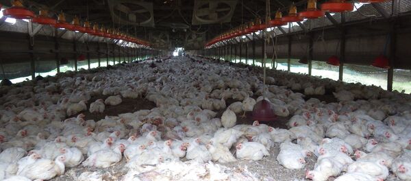 مشاهده دو نوع جدید آنفلوانزا در چین مشاهده دو نوع جدید آنفلوانزا در چین - اسپوتنیک ایران