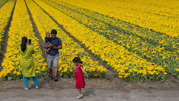 خانواده ای در کنار باغ گل لاله در هلند عکس می گیرند - اسپوتنیک ایران  