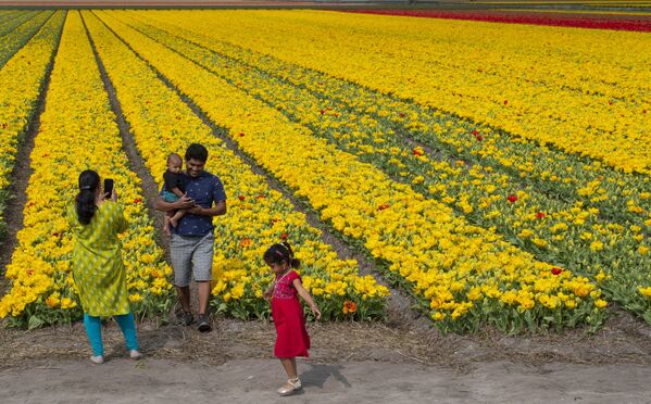 خانواده ای در کنار باغ گل لاله در هلند عکس می گیرند - اسپوتنیک ایران  