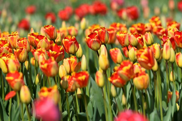 باغ گل لاله در هلند - اسپوتنیک ایران  