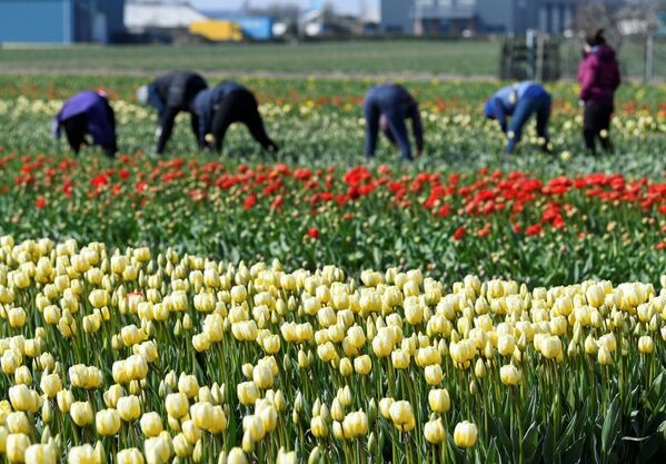 کارگران در باغ گل لاله در هلند - اسپوتنیک ایران  
