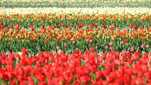 ویروس کرونا باعث نابودی 140 میلیون گل لاله در هلند شد - اسپوتنیک ایران  