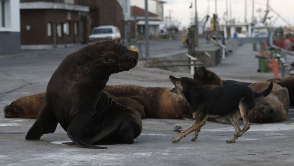 سگ ولگرد از دیدن شیردریایی در خیابان شهر بندری در آرژانتین شوکه شده است - اسپوتنیک ایران  