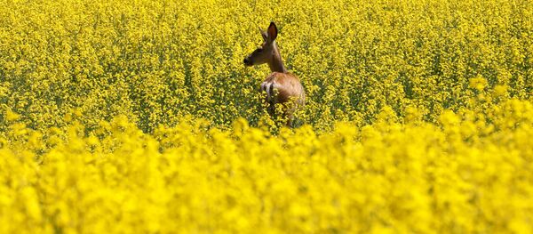 گوزنی در دشت پر گل در کانادا - اسپوتنیک ایران  