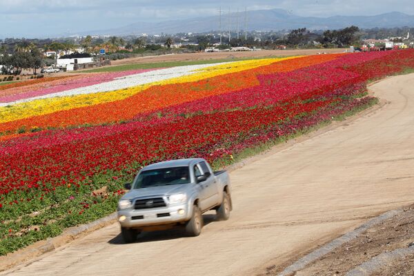 دشت پر گل در کالیفرنیا - اسپوتنیک ایران  