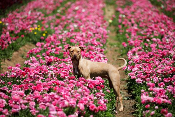 سگی در دشت پر گل در جنوب اسرائیل - اسپوتنیک ایران  
