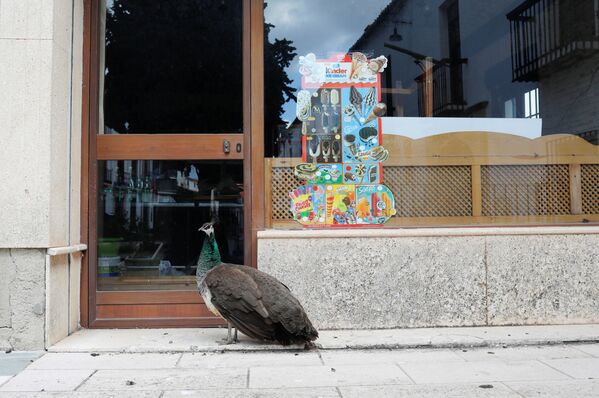 همسایگان جدید در دوران کرونایی
طاووس منتظر باز شدن کافه، اسپانیا - اسپوتنیک ایران  