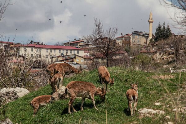 همسایگان جدید در دوران کرونایی
بزهای کوهی در ترکیه - اسپوتنیک ایران  