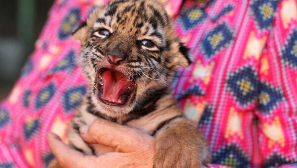 ببر بنگال در باغ وحش مکزیک - اسپوتنیک ایران  