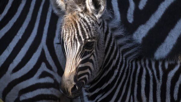  Жеребенок-зебра в зоопарке в Венгрии - اسپوتنیک ایران  
