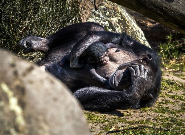 شامپانزه ها در هلند - اسپوتنیک ایران  