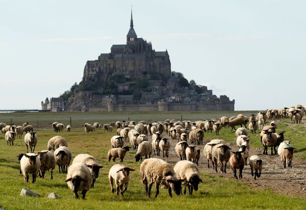 گوسفندان در حال چرا در نرماندی فرانسه - اسپوتنیک ایران  