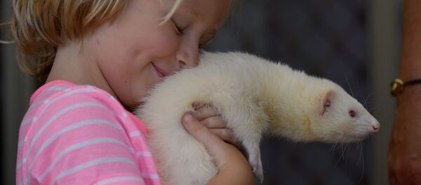 حیوانات دو مزرعه پرورش راسو در هلند به کرونا مبتلا شدند حیوانات دو مزرعه پرورش راسو در هلند به کرونا مبتلا شدند - اسپوتنیک ایران