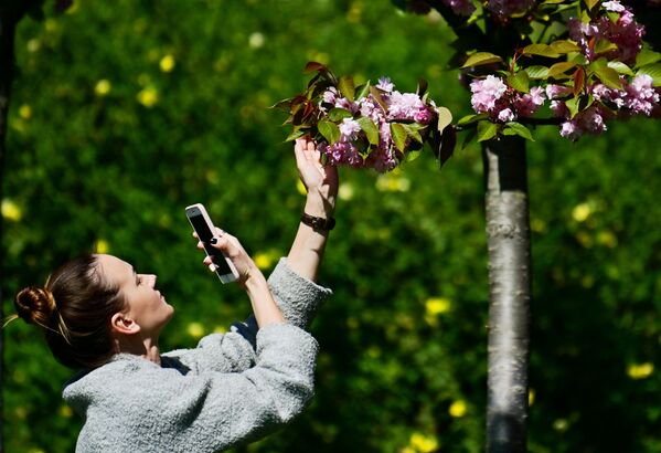 دختری در حال عکس گرفتن از شکوفه های گیلاس در سوچی - اسپوتنیک ایران  